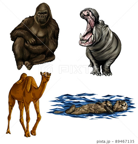色々な動物 ゴリラ カバ ラクダ ラッコ のリアルイラストのイラスト素材 色々な動物 ゴリラ カバ ラクダ ラッコ のリアルイラストのイラスト素材