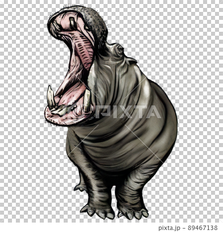 Real illustration of a hippo with a wide open mouth 89467138