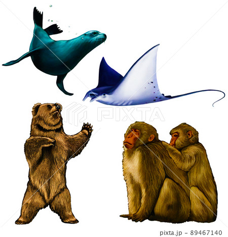 色々な動物 アシカ エイ 熊 猿 のリアルイラストのイラスト素材