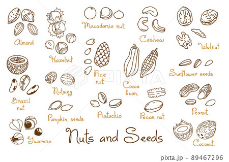 Set clipart hand-drawn nuts and seeds. Walnut, peanut and sunflower seeds. Almond, pistachio, cashew, hazelnut and macadamia. Illustration in line art style 89467296