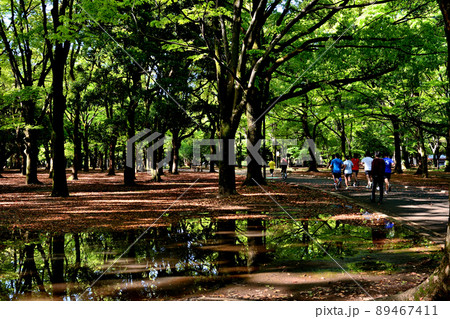 早朝 雨上がり 新緑のリフレクション 早朝 雨上がり 新緑のリフレクション 89467411