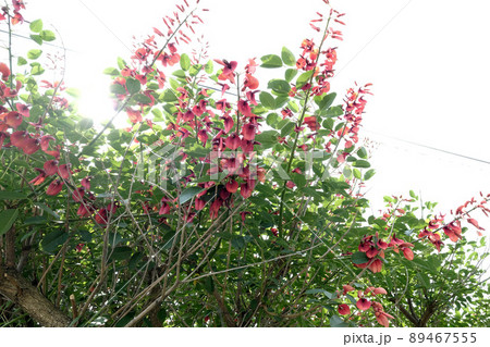 【奄美大島】デイゴの花 【奄美大島】デイゴの花 89467555