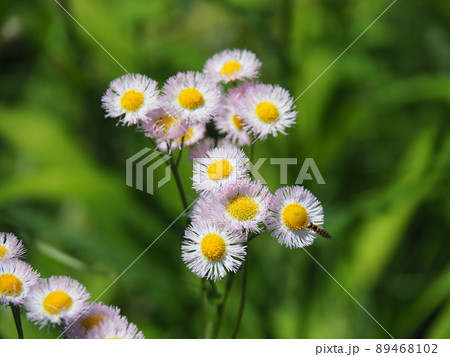 ハルジオン 89468102