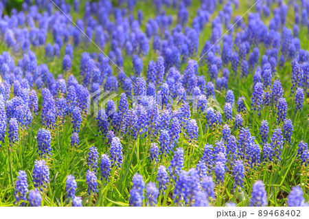 満開のムスカリの花 満開のムスカリの花 89468402