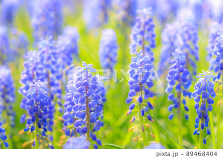 満開のムスカリの花 89468404