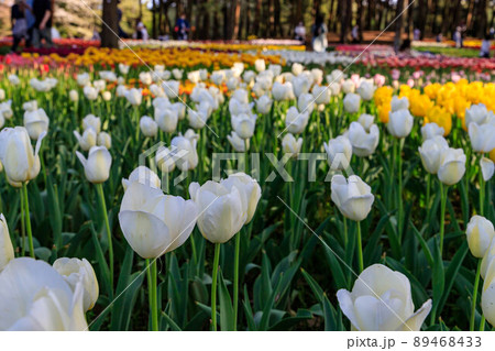 満開のオルレアンズ 89468433