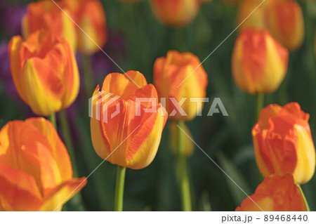 満開のプリンツアルミン 満開のプリンツアルミン 89468440