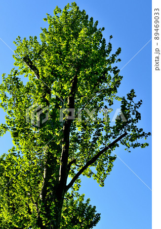 落葉樹　早春のプラタナスの若葉 89469033