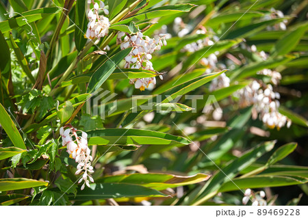 月桃の花 89469228