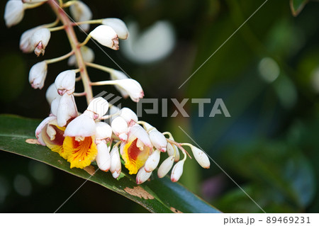 月桃の花 89469231