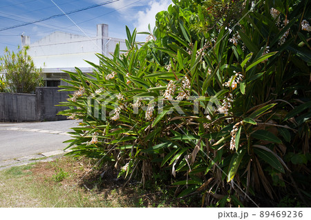 沖縄の風景　月桃の花 89469236