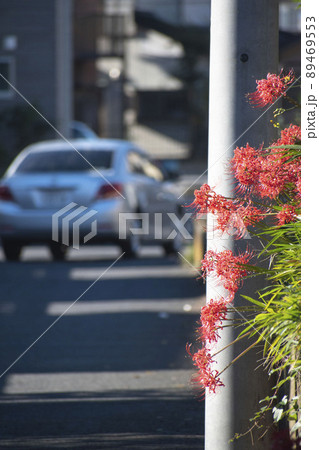 田舎の道端に咲いた彼岸花 田舎の道端に咲いた彼岸花 89469553
