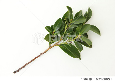 榊　サカキ 89470091