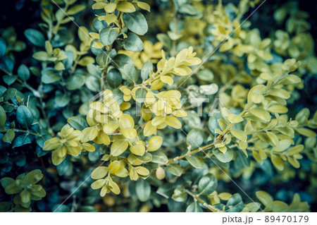 Close-up of bright green foliage boxwood Buxus sempervirens as the perfect natural backdrop for any theme. Boxwood wall in natural conditions. Natural pattern of green fence of boxwood. Lush leaves 89470179
