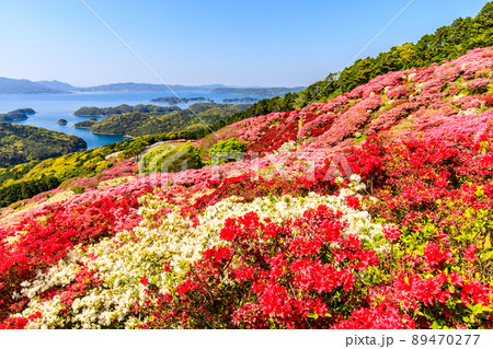 長串山公園のツツジ 九十九島を望む 【長崎県佐世保市鹿町町】 長串山公園のツツジ 九十九島を望む 【長崎県佐世保市鹿町町】 89470277