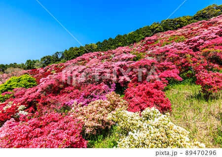 長串山公園のツツジ　【長崎県佐世保市鹿町町】 89470296