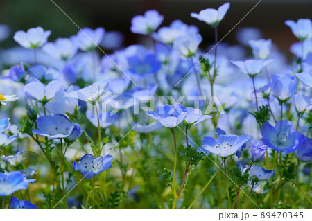 ネモフィラの花壇 89470345