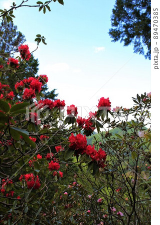 赤い石楠花しゃくなげの花、山の中に咲いている石楠花の木と青空、平福石楠花の里 89470385