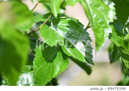 初夏のクワ(桑)の葉 初夏のクワ(桑)の葉 89470396