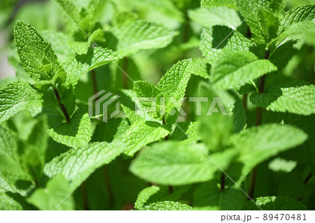 初夏のアップルミント 89470481