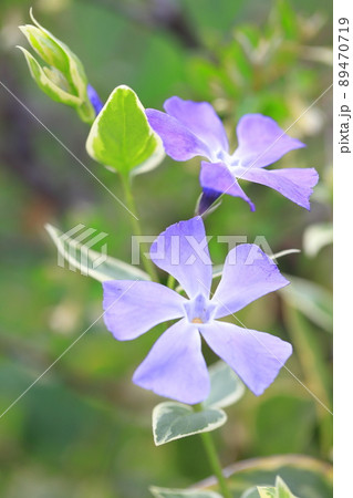 斑入蔓日々草（フイリツルニチニチソウ） 89470719