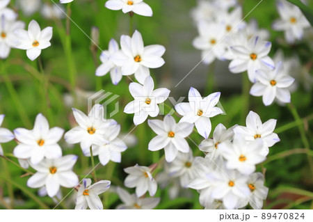 花韮（ハナニラ）or 西洋甘菜 89470824