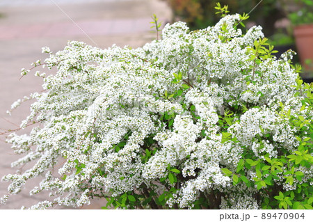 真っ白な雪柳(ユキヤナギ)の花 真っ白な雪柳(ユキヤナギ)の花 89470904
