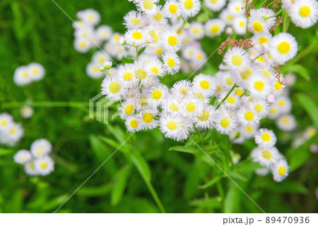 ハルジオンの花 89470936