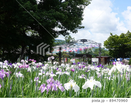 満開のアヤメ あやめ 長井あやめ公園 満開のアヤメ あやめ 長井あやめ公園 89470960