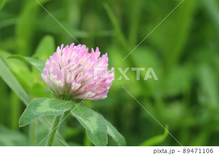 緑色の雑草が茂る中、丸く満開のムラサキツメクサのアップ。左寄り 89471106