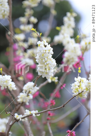 紅白の花蘇芳(ハナズオウ) 紅白の花蘇芳(ハナズオウ) 89471123