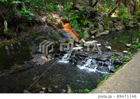 等々力渓谷の景色 89471146