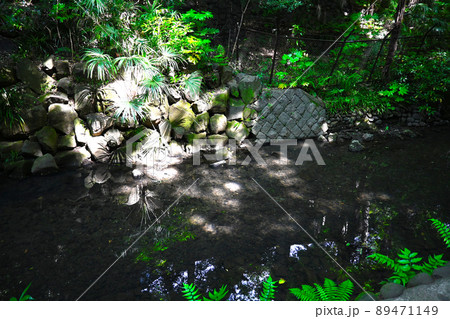 等々力渓谷の景色 89471149