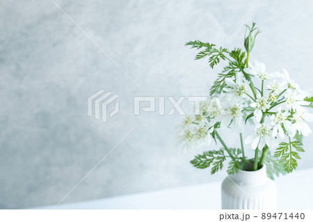 オルレア　白い花の写真素材 89471440
