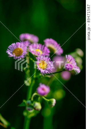 春紫苑 (ハルジオン) 89471587