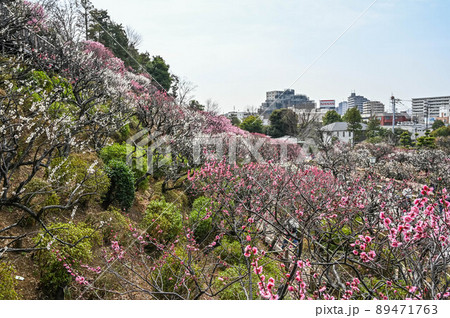 大田区池上梅園の梅 大田区池上梅園の梅 89471763
