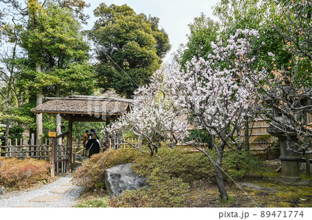 大田区池上梅園の梅 大田区池上梅園の梅 89471774