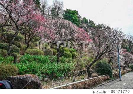 大田区池上梅園の梅 大田区池上梅園の梅 89471779