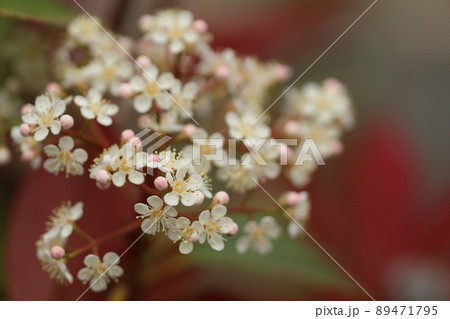 赤と緑の葉を背景にレッドロビンの小花と蕾の集合。前方複数の花に焦点。周りの花のボケ感強め。アップ画像 赤と緑の葉を背景にレッドロビンの小花と蕾の集合。前方複数の花に焦点。周りの花のボケ感強め。アップ画像 89471795