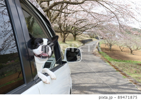 ドライブが大好きな愛犬ボストンテリアのマイティくん里山に咲く桜を眺めて嬉しそうです♡ 89471875