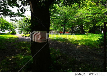 西郷山公園の景色 西郷山公園の景色 89471898