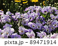 花 89471914