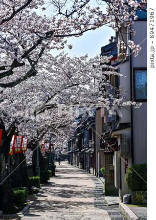 桜咲く主計町茶屋街 桜咲く主計町茶屋街 89471967