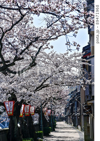 桜咲く主計町茶屋街 89471968