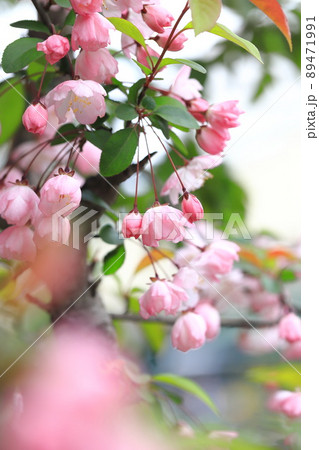 満開のハナカイドウの花 89471991