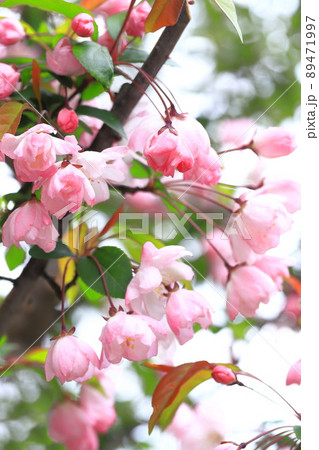 満開のハナカイドウの花 満開のハナカイドウの花 89471997