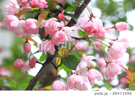 満開のハナカイドウの花 89471998