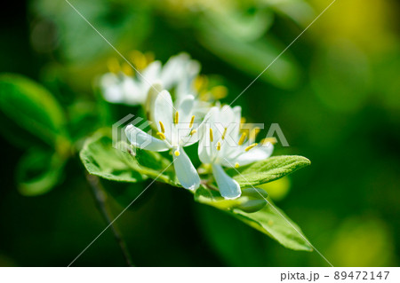 瓢箪木の花 89472147