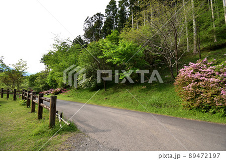 高山市民の森(静岡市)にて220505pm3:54 高山市民の森(静岡市)にて220505pm3:54 89472197
