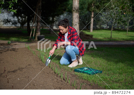 Delightful female gardener planting sprouts and seedlings with a hand shovel in the black soil in a flower bed in her country house vegetable garden Delightful female gardener planting sprouts and seedlings with a hand shovel in the black soil in a flower bed in her country house vegetable garden 89472274